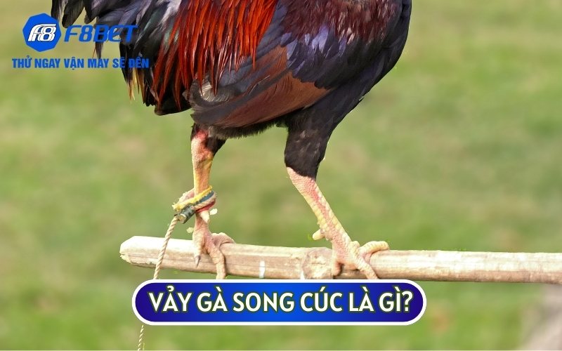 VẢY GÀ SONG CÚC nằm ở phía chân trước của sư kê có có hình thù khác biệt